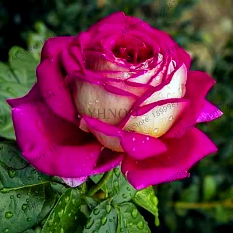 200 pcs Rare Holland Rainbow Rose Flower bonsai Home Garden Rare Flower plant 24 color rainbow Rose flores 200 pcs Rare Holland Rainbow Rose Flower bonsai Home Garden Rare Flower plant 24 color rainbow Rose flores