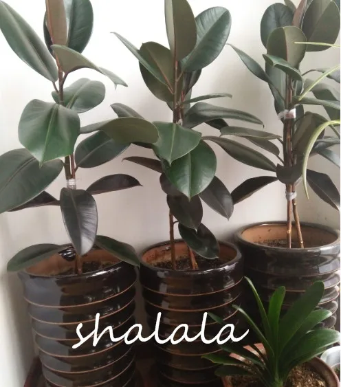 50 / Pack Rare Bonsai Ficus Elastica \ 50 / Pack Rare Bonsai Ficus Elastica \