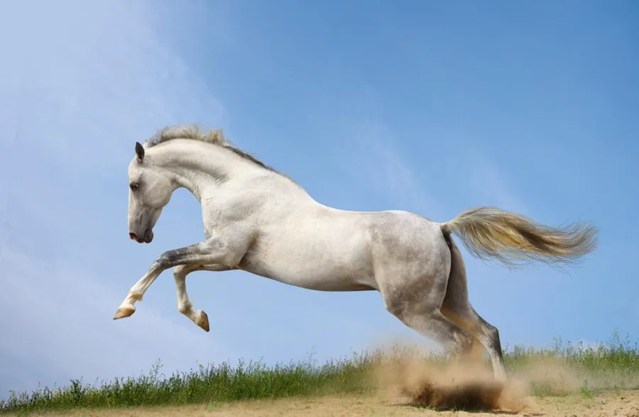 Two white and brown running horses HD wallpaper  Wallpaper Flare