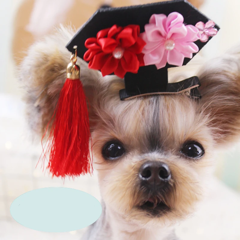 puppy accessories store