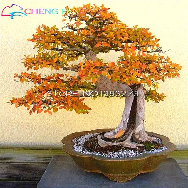 Elm Seeds Chinese Elm Bonsai Tree Seeds 100 True 30 Pcs / Pack For