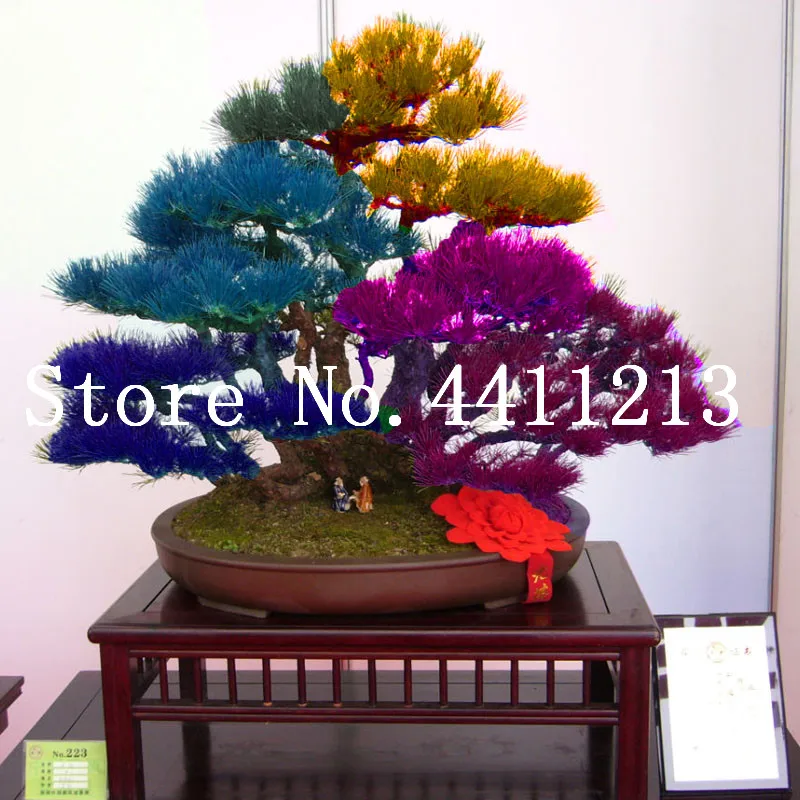 

100 Pcs Rare Tree Bonsais Bonsai Plant Japanese Cedar, Spruce Tree Easy To Plant Home Garden Decoration Miniascape Potted Plant