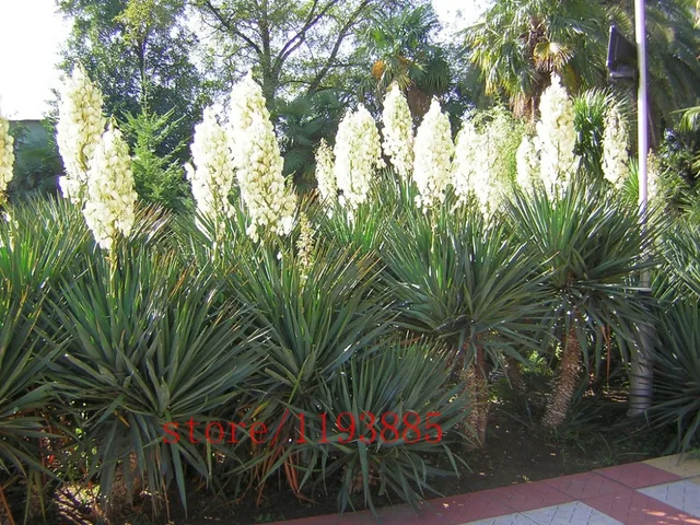 Aliexpress 100pcs Bag White Yucca Seeds Bonsai Flower 100pcs Bag White Yucca Seeds Bonsai Flower Outdoor Plants Germination Rate