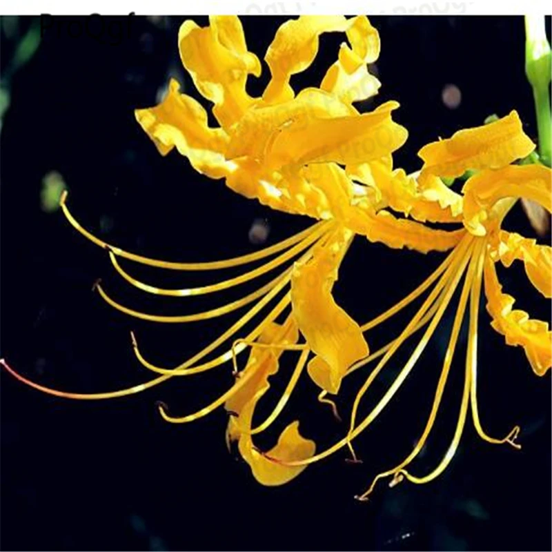 Prodgf 30Pcs A Set Lycoris radiata