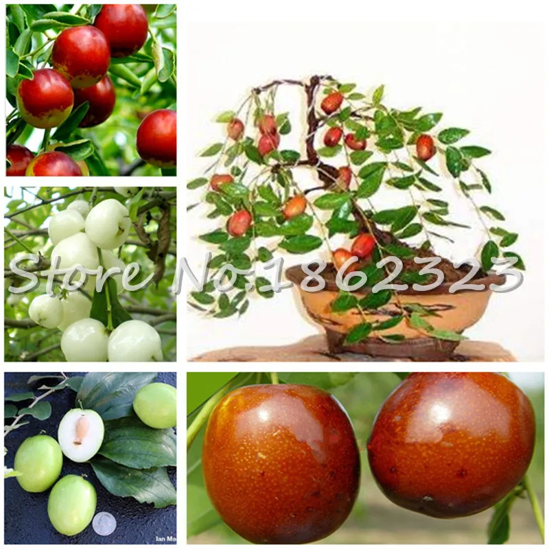 

10 Pcs Jujube Bonsai Chinese Taiwan Big Jujube Bonsai Fruit Tree Bonsai Rare Tropical Fruit Bonsai DIY Home Garden Potted plant