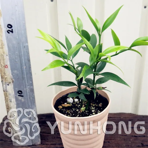 

20pcs Podocarpus Nagi Bonsai Plant Cypress Bonsai The Budding Rate 90% Evergreen Tree Ornamental Plant Free Shipping