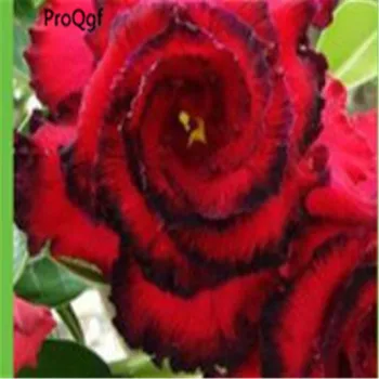 

Prodgf 3Pcs A Set beautiful crimson Adenium Desert Rose