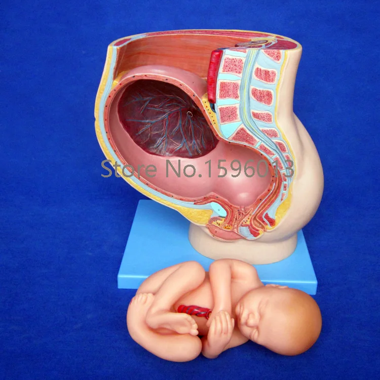 Анатомическая модель таза для женщин с маткой на 9 месяце беременности плода