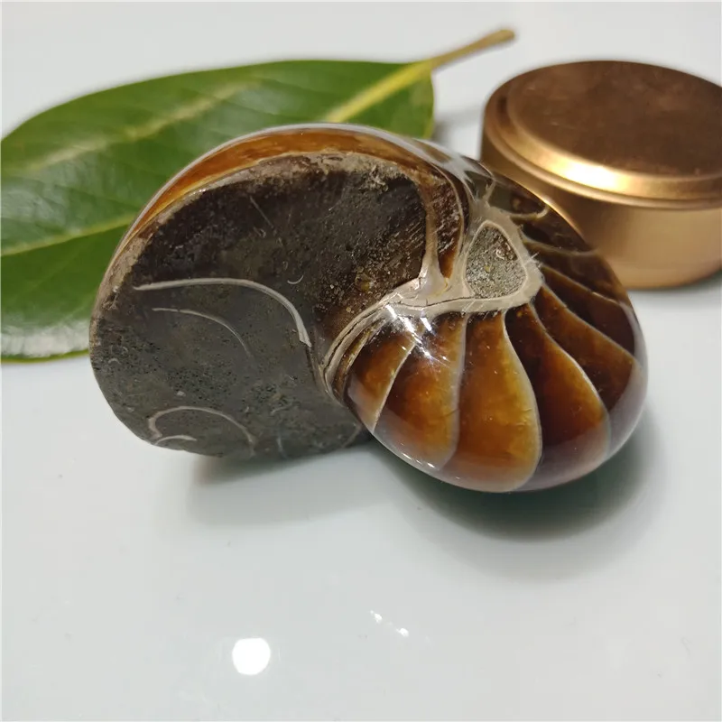 

1pc about 100 grams Natural Rare Gorgeous Jade Ammonite Fossil Specimen Shell Healing, Madagascar 5-6cm