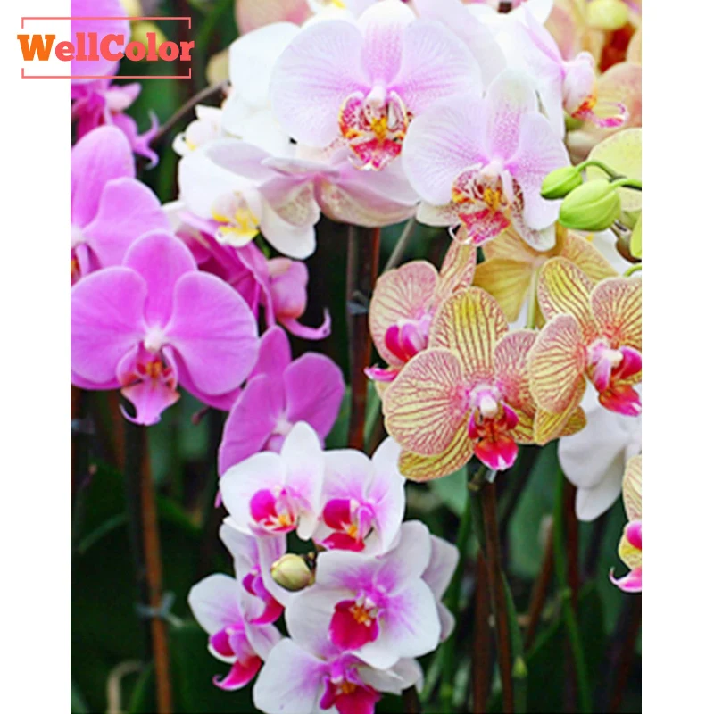 

WELLCOLOR 5D DIY Diamond Painting cross stitch orchid flowers kits Diamond Embroidery pattern Rhinestons 3d mosaic needlework