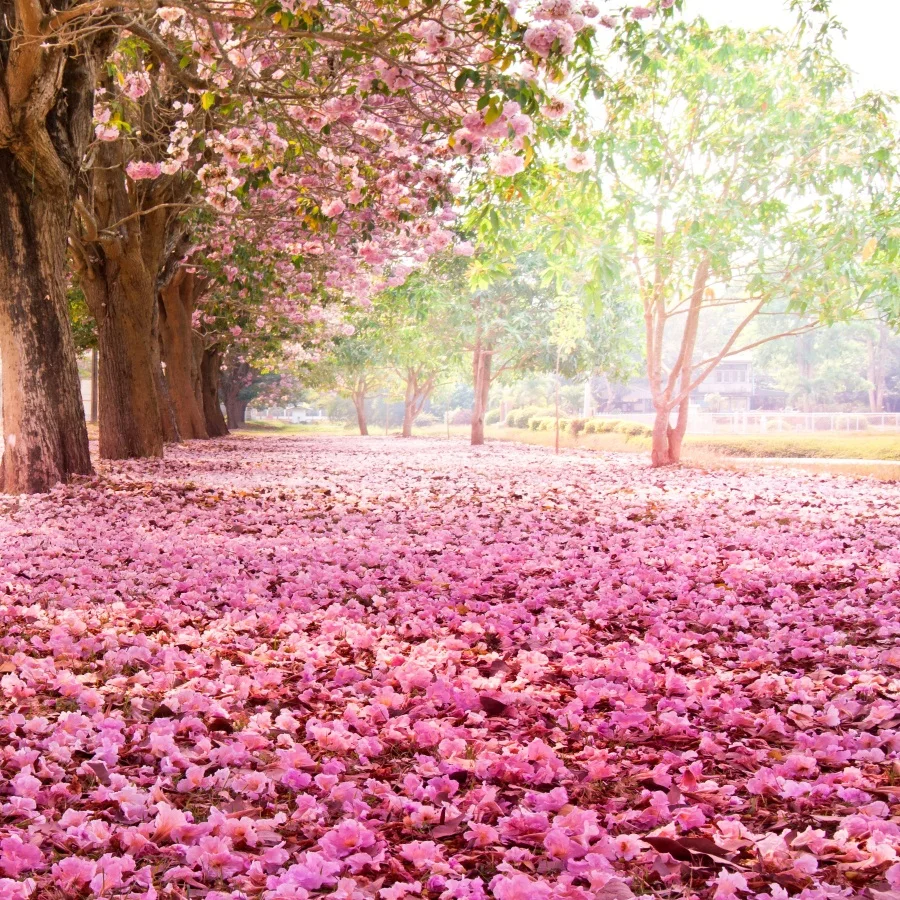 Download 450 Background Pemandangan Merah HD Terbaru