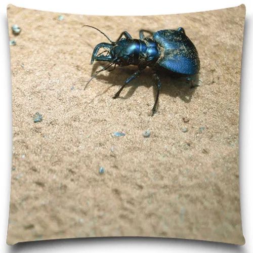 песчаные насекомые. жуки в пустыне. рачки бокоплавы азовского моря. куколки насекомого в песке на берегу. сольпуга фаланга паук.