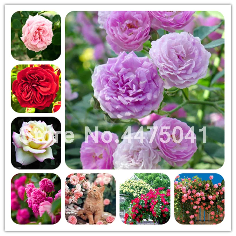 

200 Pcs Rainbow Rose Flower Bonsai Climbing Rose Bush Tree Plants,Gorgeous Bright-Colored, Diy Home Garden ,Balcony & Yard Diy