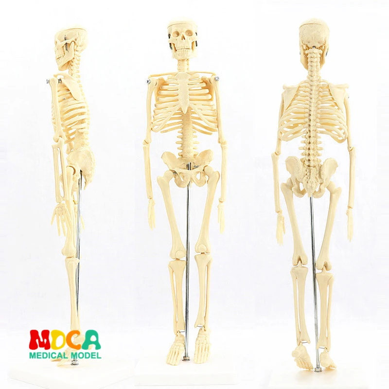Médico para Artes Plásticas e Medicina Modelo de Esqueleto Padrão 45 cm Humano. Mgg101