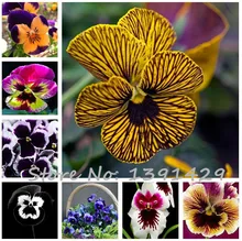 24 colors 50pcs/pack Mexican pansy seeds Wavy Viola Tricolor Flower Seeds bonsai potted plant DIY home & garden Free shipping