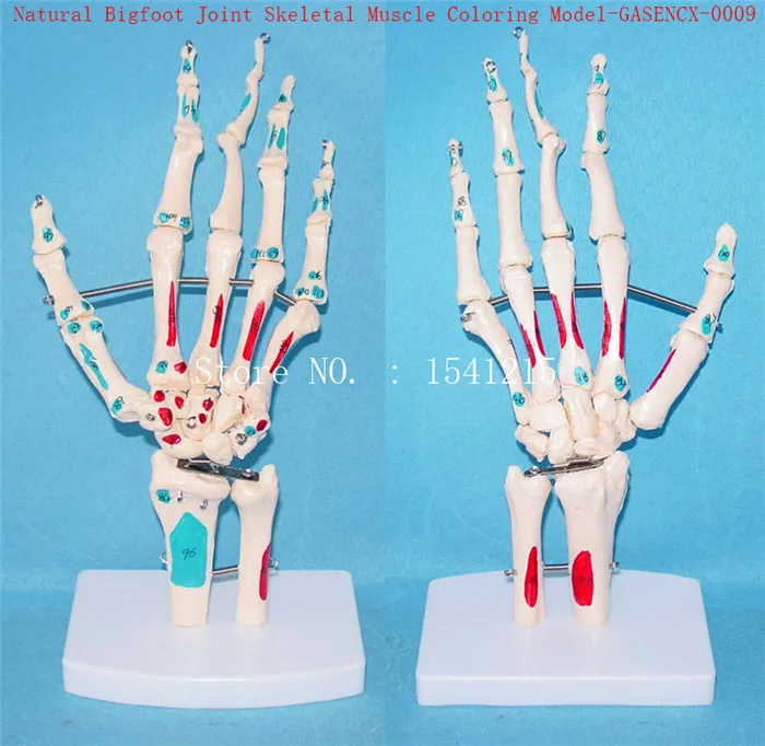 

Naturally big Foot joint skeleton Muscle coloring model Human skeleton Skeleton model Medical teaching model-GASENCX-0009