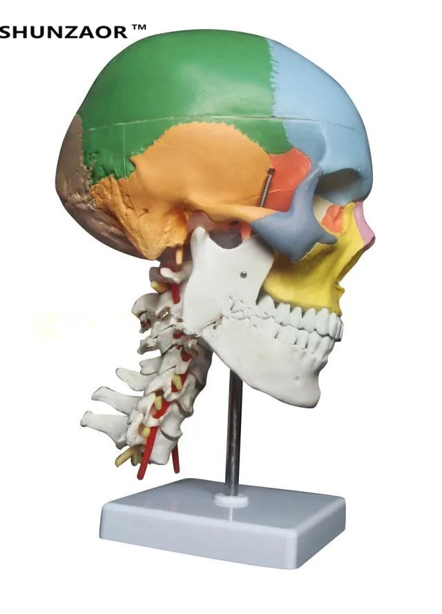 Skup SHUNZAOR anatomia człowieka szkielet model anatomiczny na sprzedaż czaszka z kolorowymi kośćmi kręgu szyjnego medyczna rzeźba beżowa
