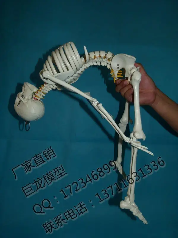 

Ossuary model of human skeleton body 85cm skeleton model