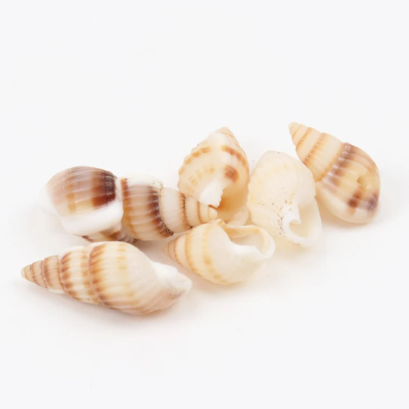 

19-25mm Natural Spiral Shell Loose Beads for jewelry making DIY 100pcs TRS0126