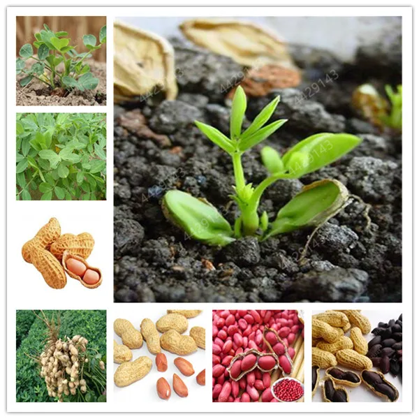 

10 Pcs / bag Red Peanut China Organic Delicious Vegetable Indoor Bonsai Garden Pots Planters for Home Garden Decor Easy to Grow