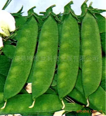 

Hot peas bonsai -5 pcs healthy vegetable bonsais