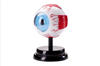 

Humanmedical training manikins anatomic eyeball skeleton anatomical brain skull model instrument crest Human deluxe