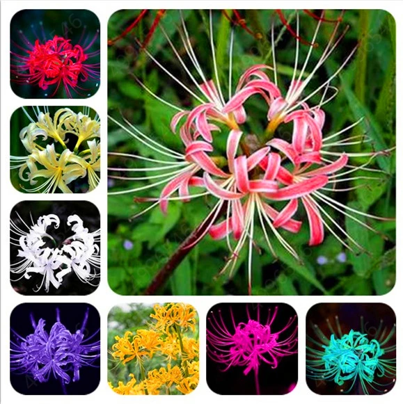 

2Pcs/ Red Rare High Survival Lycoris Radiata Bulbs Potted Bonsai Palnt Perennial Planting Flower for Home Garden