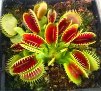 !     Dionaea Muscipula garden 200 .        