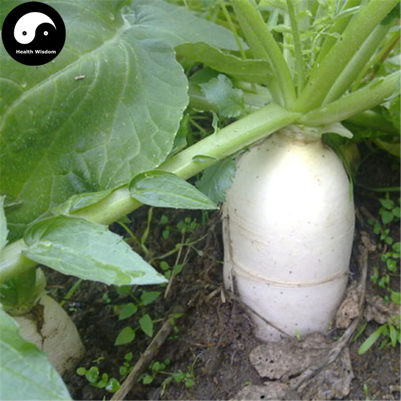 Buy White Long Radish Vegetable Semente 300pcs Plant Raphanus Sativus