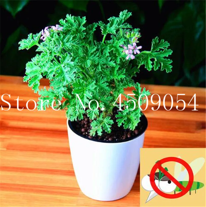 

Sale!100pcs Mosquito Repelling Grass Mozzie Buster Sweetgrass,Garden Home Bonsai Plant,Easy planting Free Shipping Indoor Plants