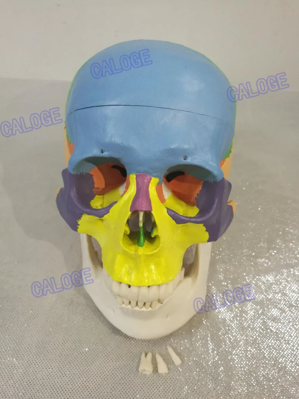 

Free shipping&1:1 color head model, the natural human skull, adult head, the anatomy of the medical.
