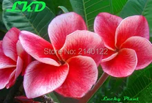 7 15inch Rooted Plumeria Plant Thailand Rare Real Frangipani Plants no95 gledtubtim