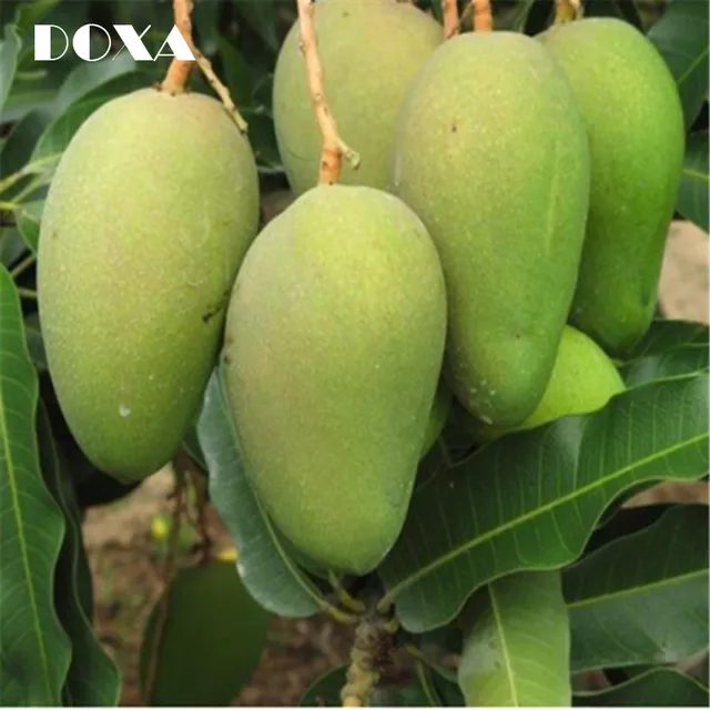 5pcs mango seeds mini