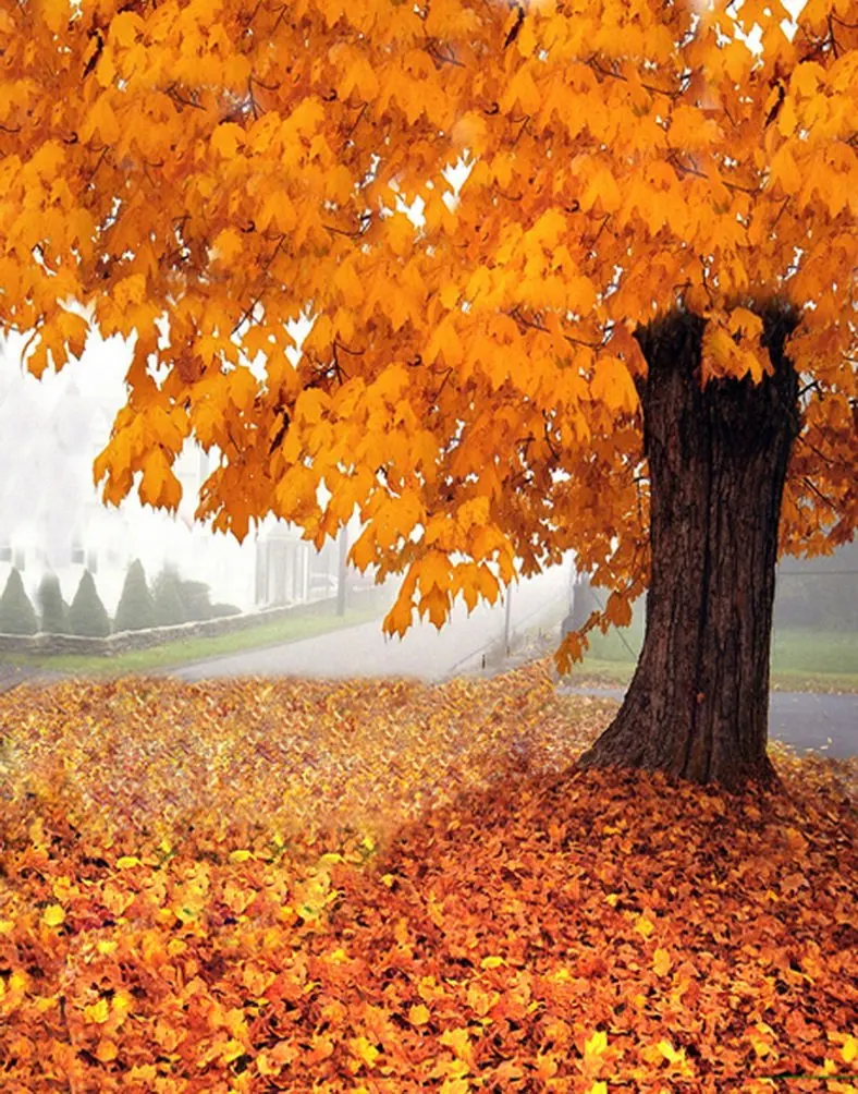 

5x7ft Fall Maple Leaf Photography Backdrops Photo Props Studio Background