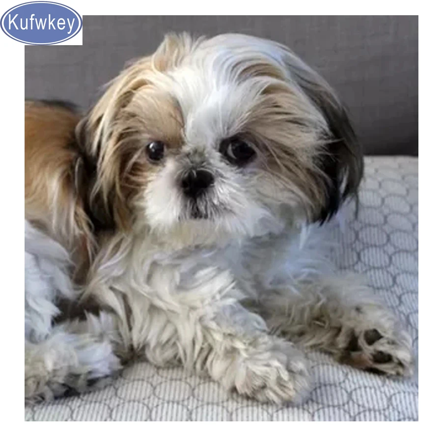 Алмазная живопись полная вышивка kufwkey алмазная Shih Tzu picutes квадратные стразы