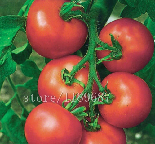 200pcs/bag Cherry tomato plants vegetable & fruit no-GMO Delicious cheap plant for home & garden