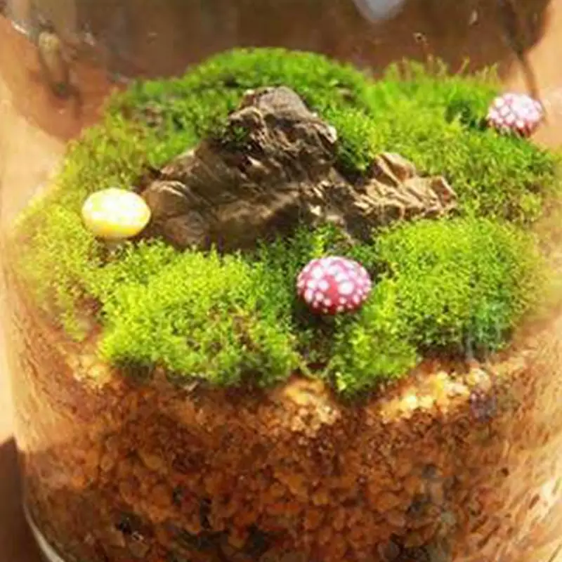 

NEW 4 Styles Natural Moss Garden Decor Accessories Living Moss Live Cushion Reptile Terrarium Bonsai Decor Natural Forest Carpet