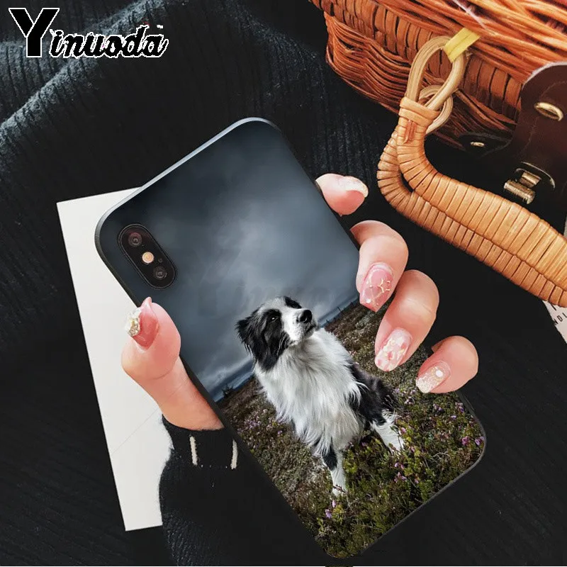 cute Border collie Dog
