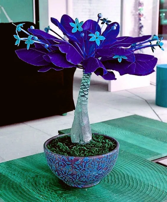 Bonsai 1 Pcs Pachira Macrocarpa 100% True Bonsai Tree Whip Pachira For Diy Home Garden Household Items Bonsai 1 Pcs Pachira Macrocarpa 100% True Bonsai Tree Whip Pachira For Diy Home Garden Household Items