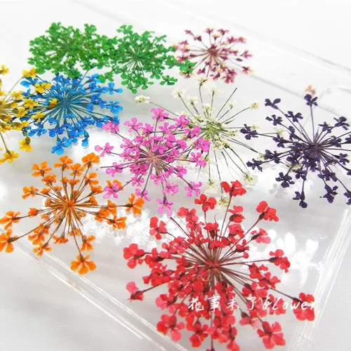 Buy 240pcs Freeshipment Pressed flower dried flower