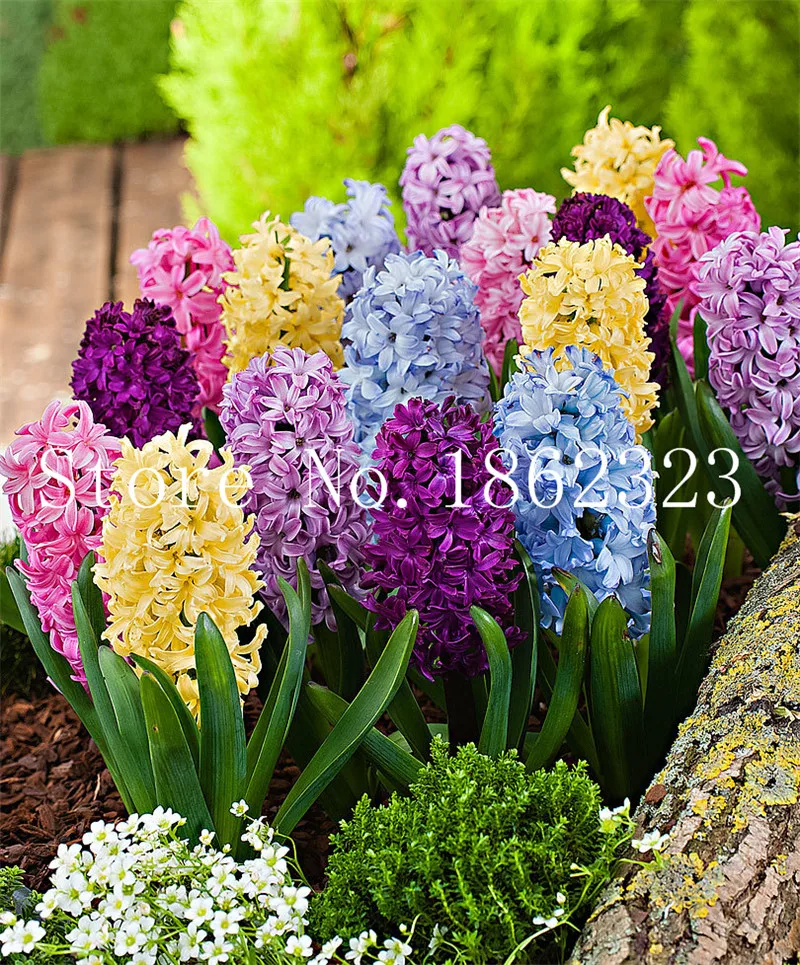 100/pcs Hyacinth Bonsai, Perennial Hyacinth potted flower, Indoor Plant Easy Grow In Pots, Bonsai plant flower for home garden 100/pcs Hyacinth Bonsai, Perennial Hyacinth potted flower, Indoor Plant Easy Grow In Pots, Bonsai plant flower for home garden