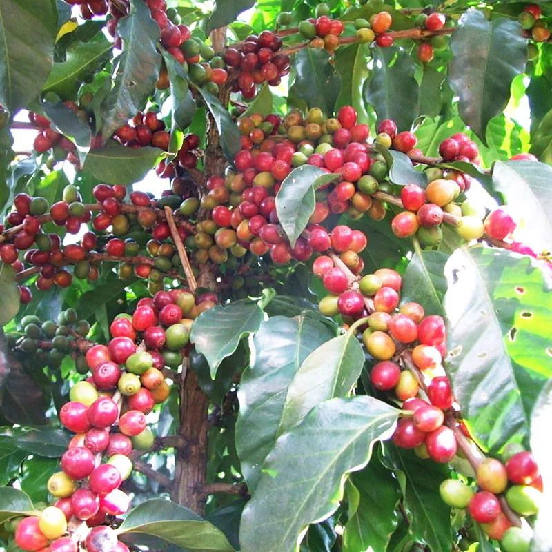 Popular Coffee Tree PlantBuy Cheap Coffee Tree Plant lots