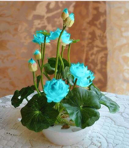 

5pcs bonsai lotus , blue bowl lotus water lily rare Aquatic flower plants for home garden planting Rare indoor Flower