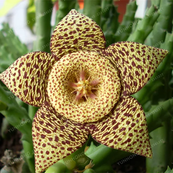 Stapelia Pulchella бонсай литопс смесь суккулентов сырой камень кактус растение Редкие цветы для дома, сада растения бонсай 100 шт - Цвет: 11