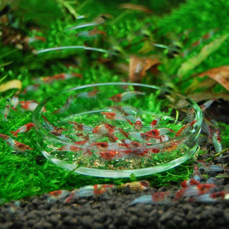 Buy Hot Sale Round Aquarium Shrimp Food Feeder Feeding
