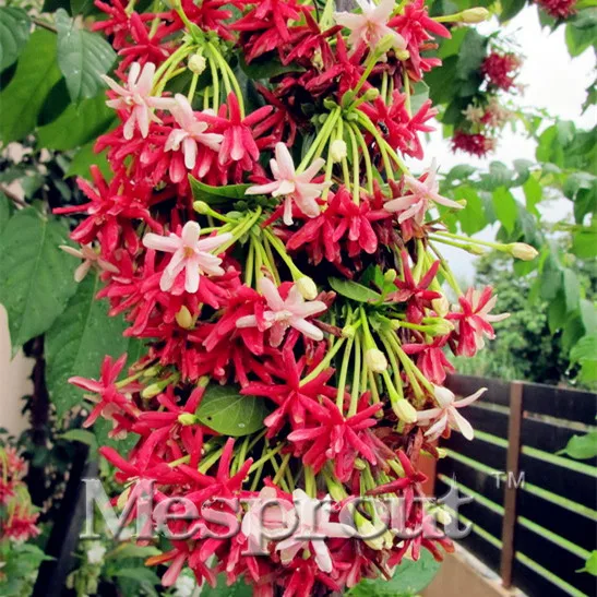 

50PCS French Provence Quisqualis Bonsai Fragrant Organic Quisqualis bonsai plant flower Bonsai Home Garden
