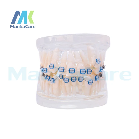 manka-care-dent-de-28-pieces-tout-support-en-ceramique-modele-oral-dents-modele-de-dent