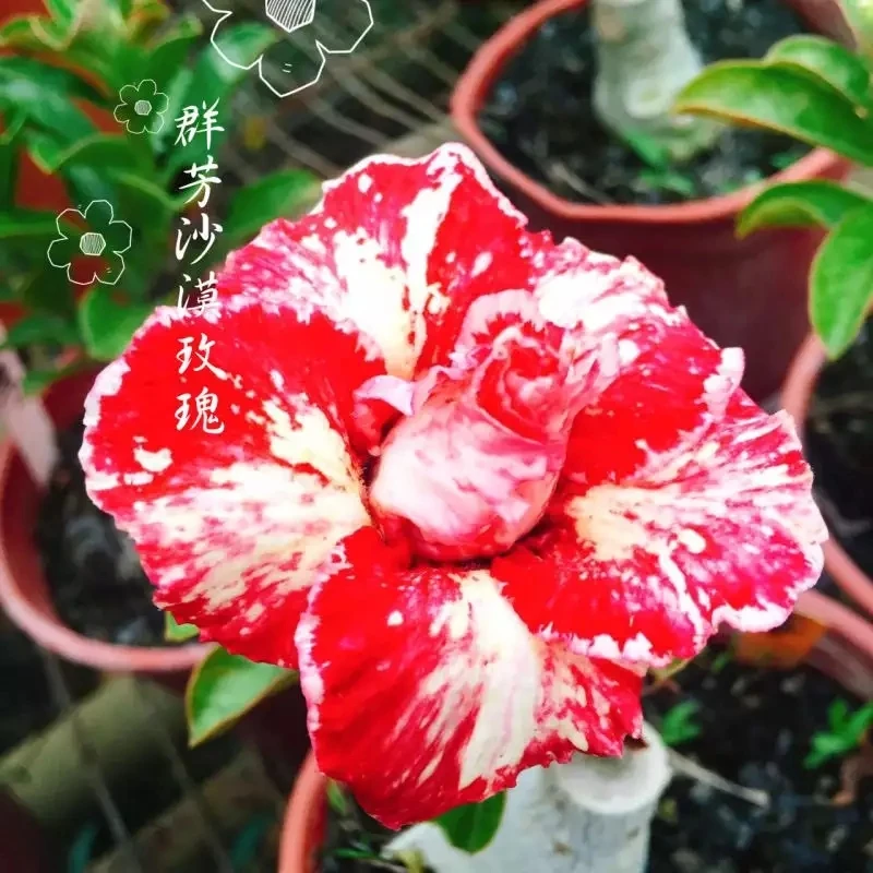 5PCS 100% Genuine Fresh Real Adenium Obesum semillas - Bonsai Desert Rose Flower Plant Sementes