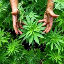 100pcs Hemp Seeds Organic Herb food,A healthy seeds vegetables,Perennial Flower seeds bonsai potted plant for home garden
