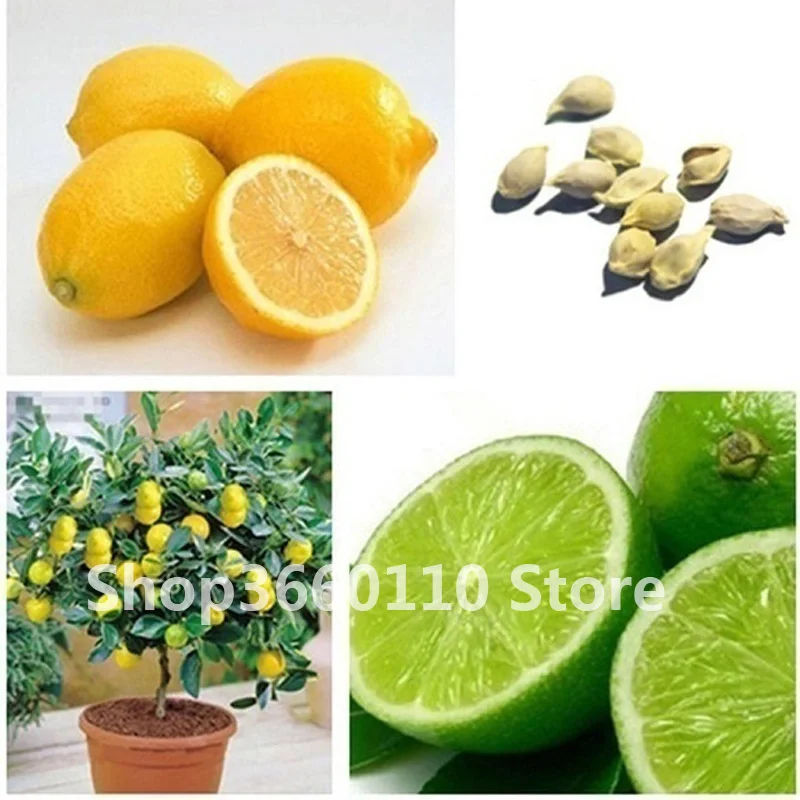 

Edible fruit plant Meyer Lemon bonsai, Exotic Citrus Bonsai Lemon Tree Fresh plants fruit vegetable Seedsplants